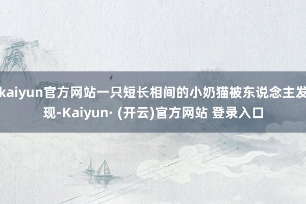 kaiyun官方网站一只短长相间的小奶猫被东说念主发现-Kaiyun· (开云)官方网站 登录入口